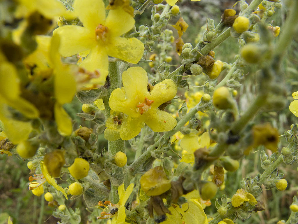 Verbascum pulverulentum